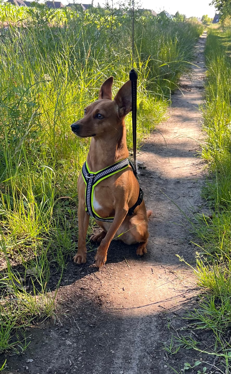 Customer photo review of Windhundgeschirr REFLEX Welpe/Windspiel "Yellow"