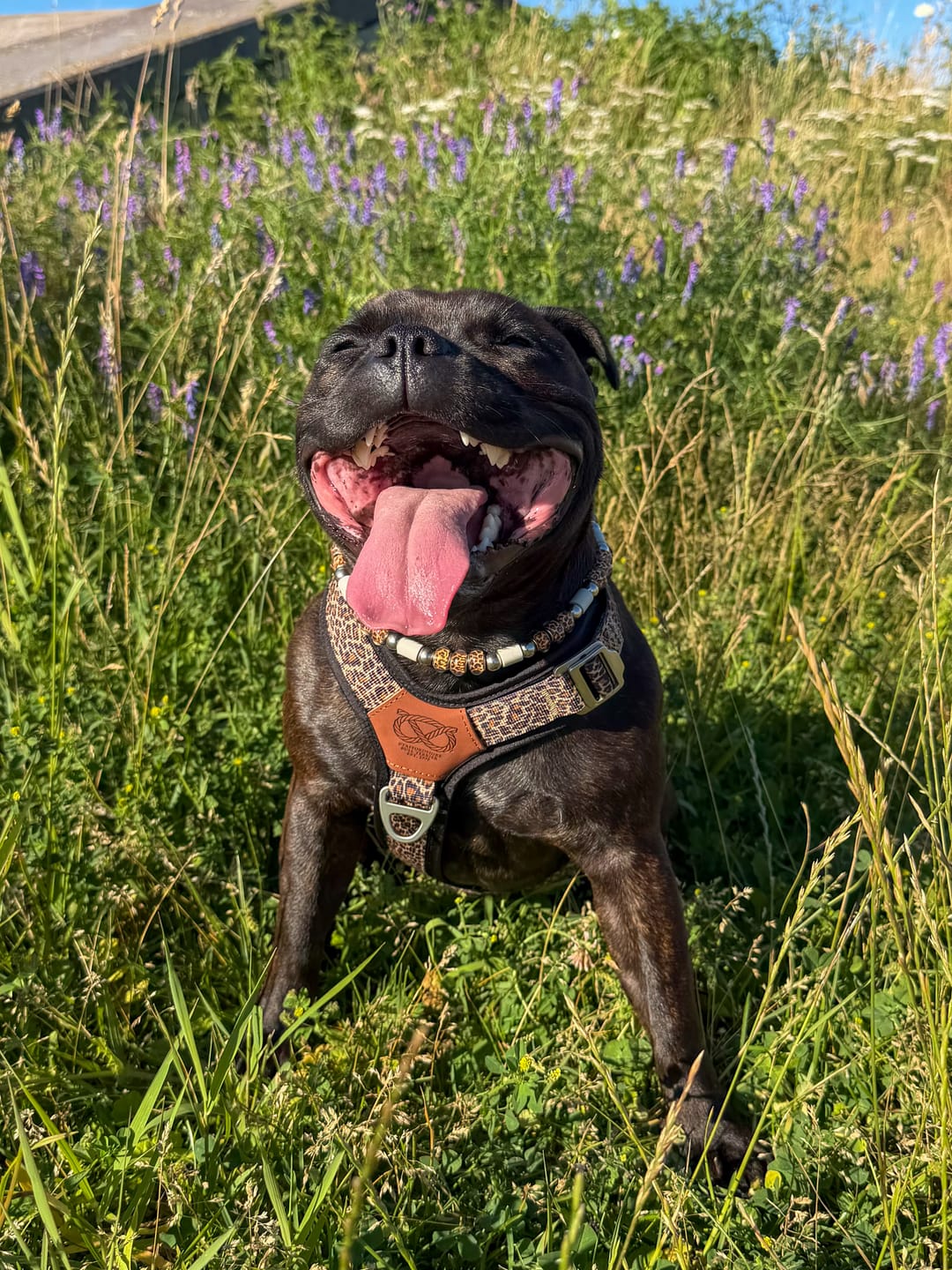 Customer photo review of Staffordshire Bull Terrier 1935® Harness & Leash Set - Leopard