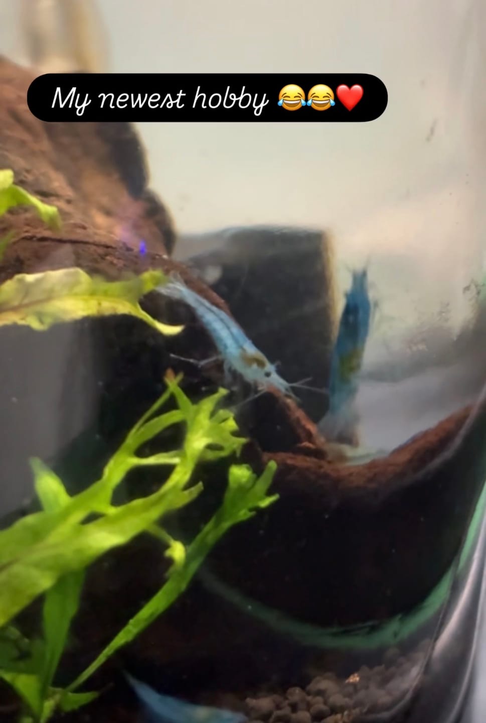 Customer photo review of Blue Velvet Shrimp