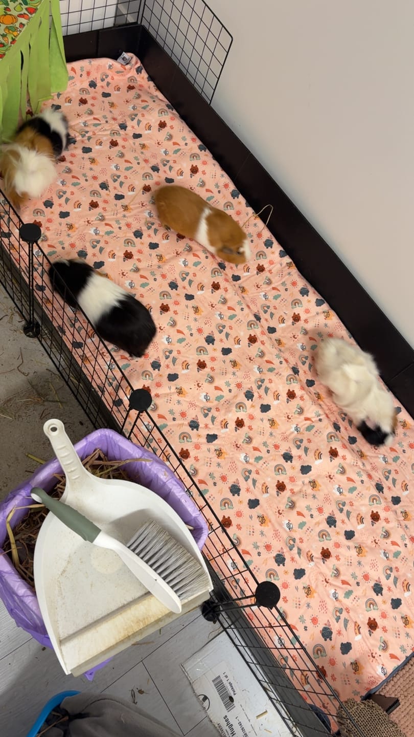 Customer photo review of Pigs In Space Fleece Liner for C&C Ozzy Cages
