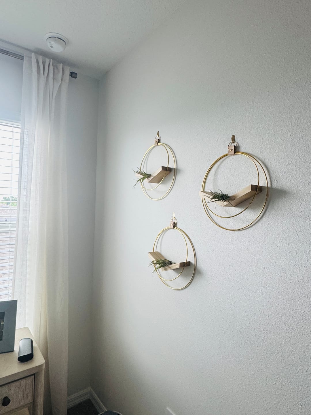 Customer photo review of Air Plant V-Hanger Trio