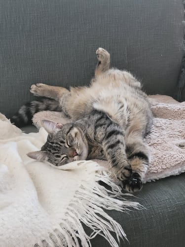 Le chat d'un client, paisiblement endormi après avoir apprécié la Pâtée au Poisson Blanc.