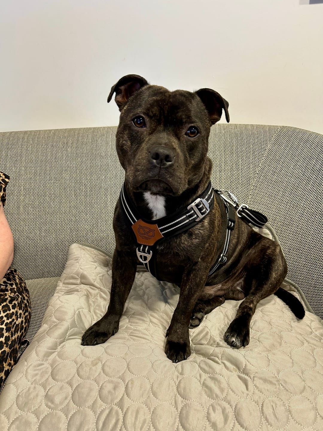 Customer photo review of Staffordshire Bull Terrier 1935® Hoodies - Orange