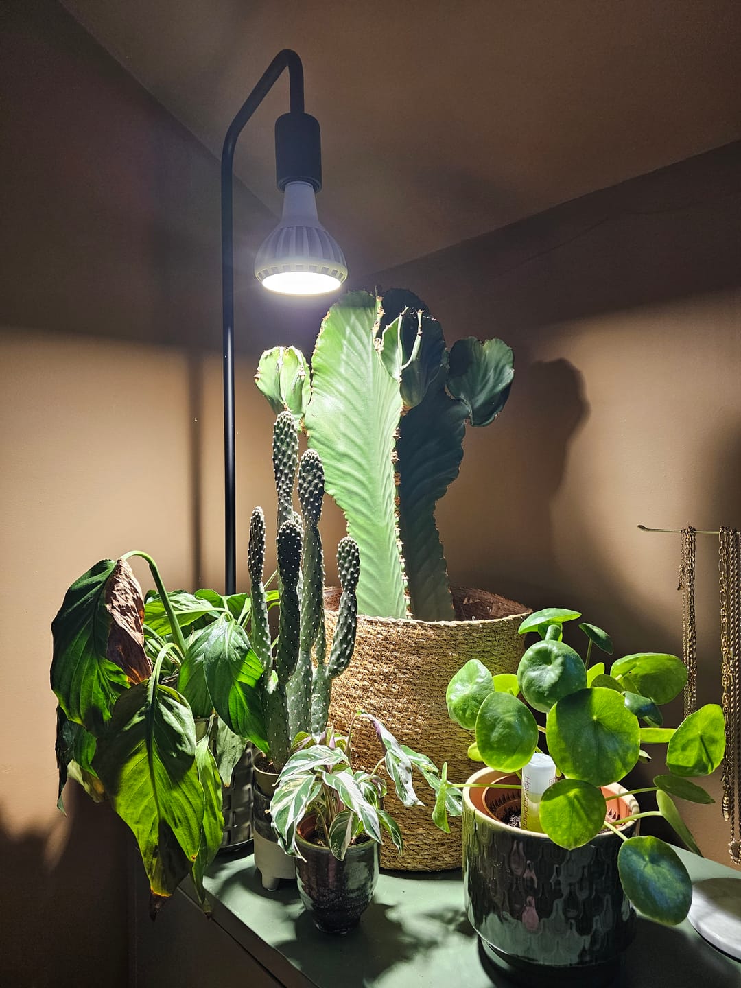 Customer photo review of Pianta Adjustable Floor Lamp