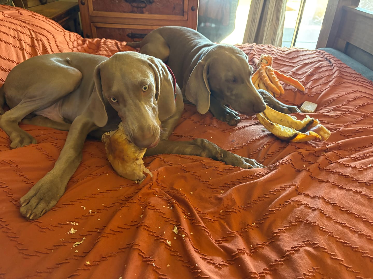 Customer photo review of Chest Bone (11" x 6"x 3”): The Durable, Flavor-Packed Chew for Light and Moderate Chewers
