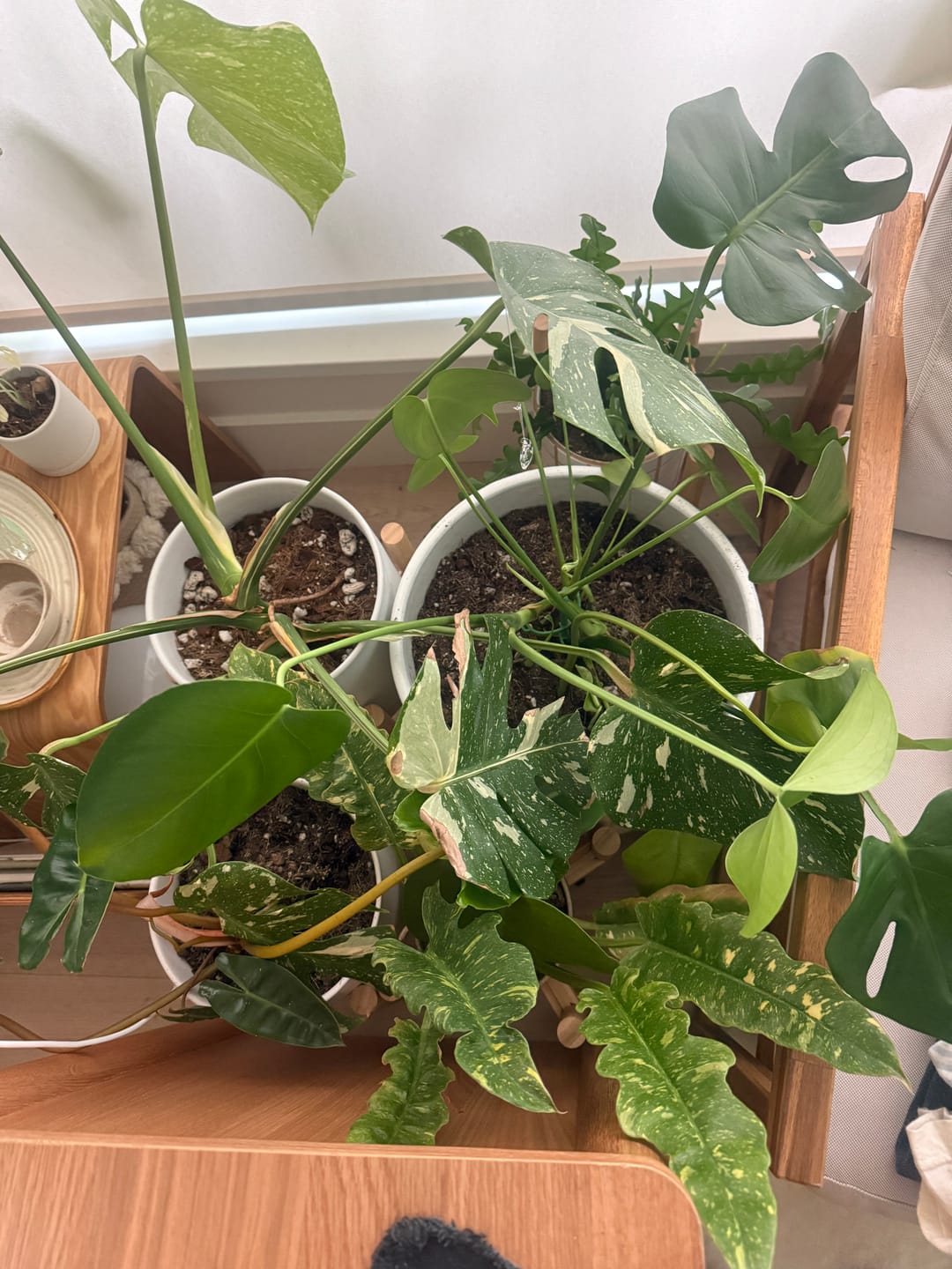 Customer photo review of Kelpy Food for Plants