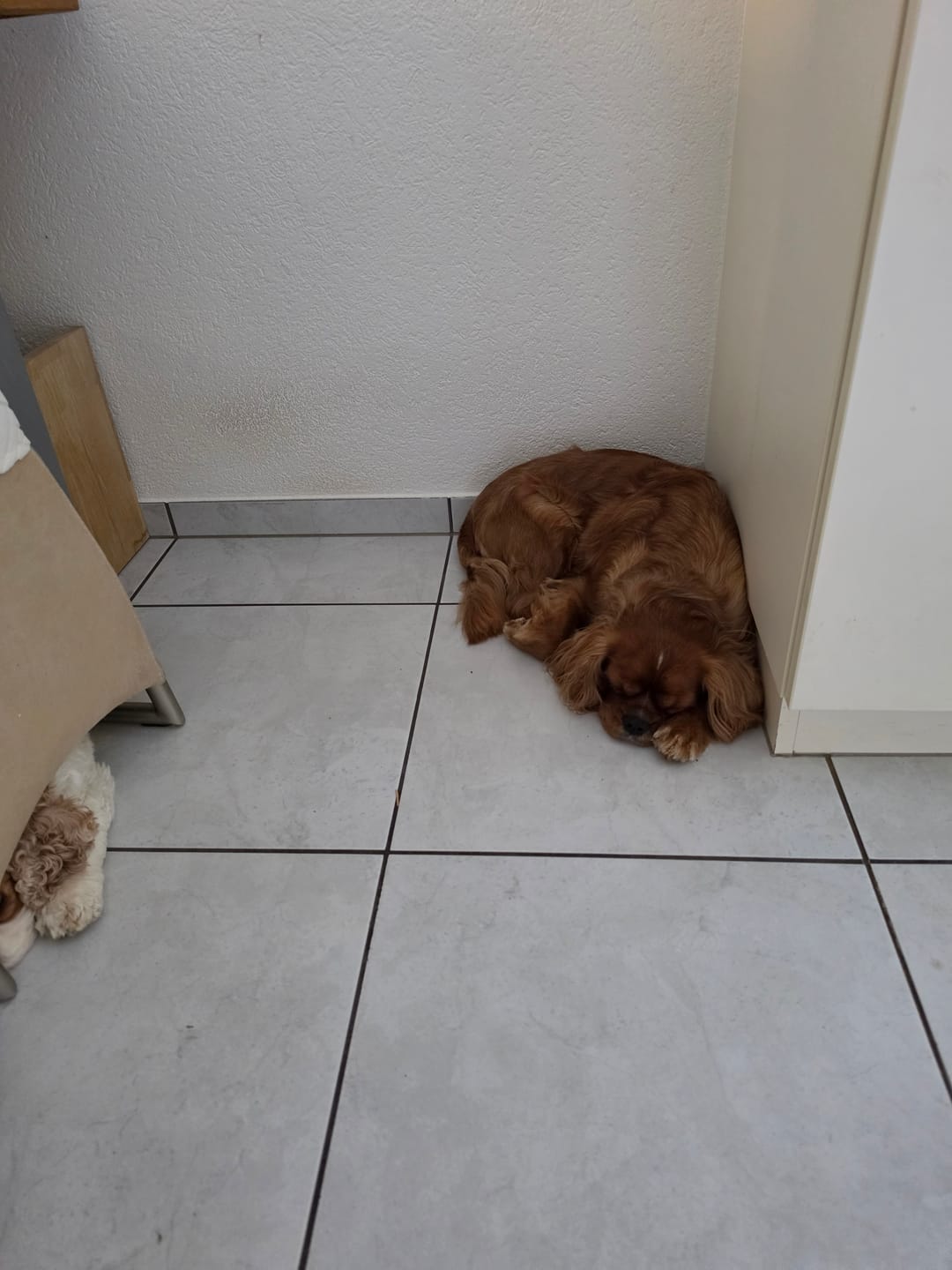 Customer photo review of NutriDog Starter-Box - 3 Sorten in 300g Portionen