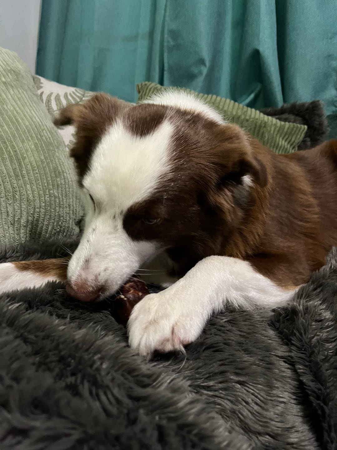 Customer photo review of Beef Trachea Crunch Wrap Long-Lasting Dental Chew
