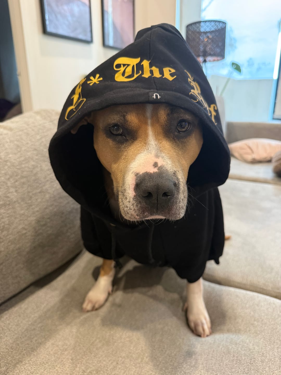 Customer photo review of Gangsta Yapper Dog Hoodie - Personalised