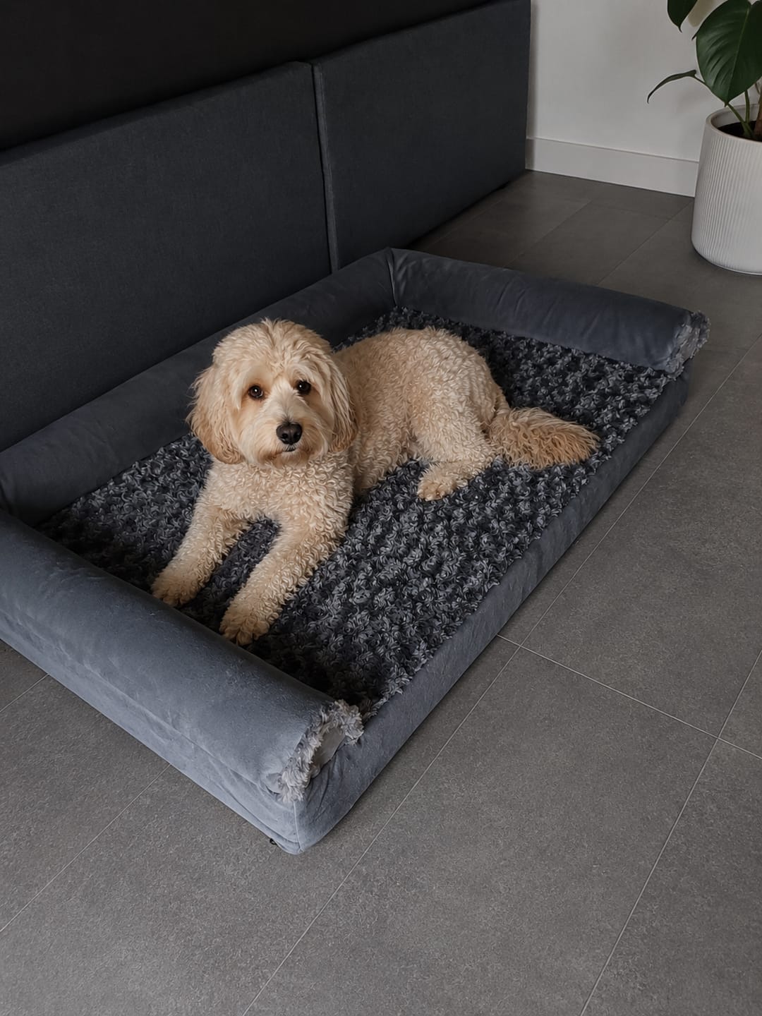 Customer photo review of OrthoWave Komfortbett🐾