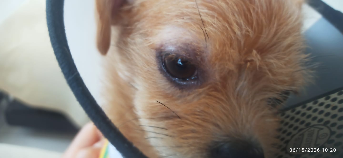 Customer photo review of V - Planet Vegan Dog Food - For Mini and Small Breeds , 2.04Kg