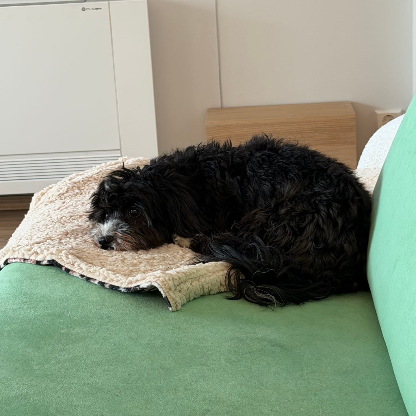 Customer photo review of Kampanje! ComfyRug Cheetah vanntett hundeteppe