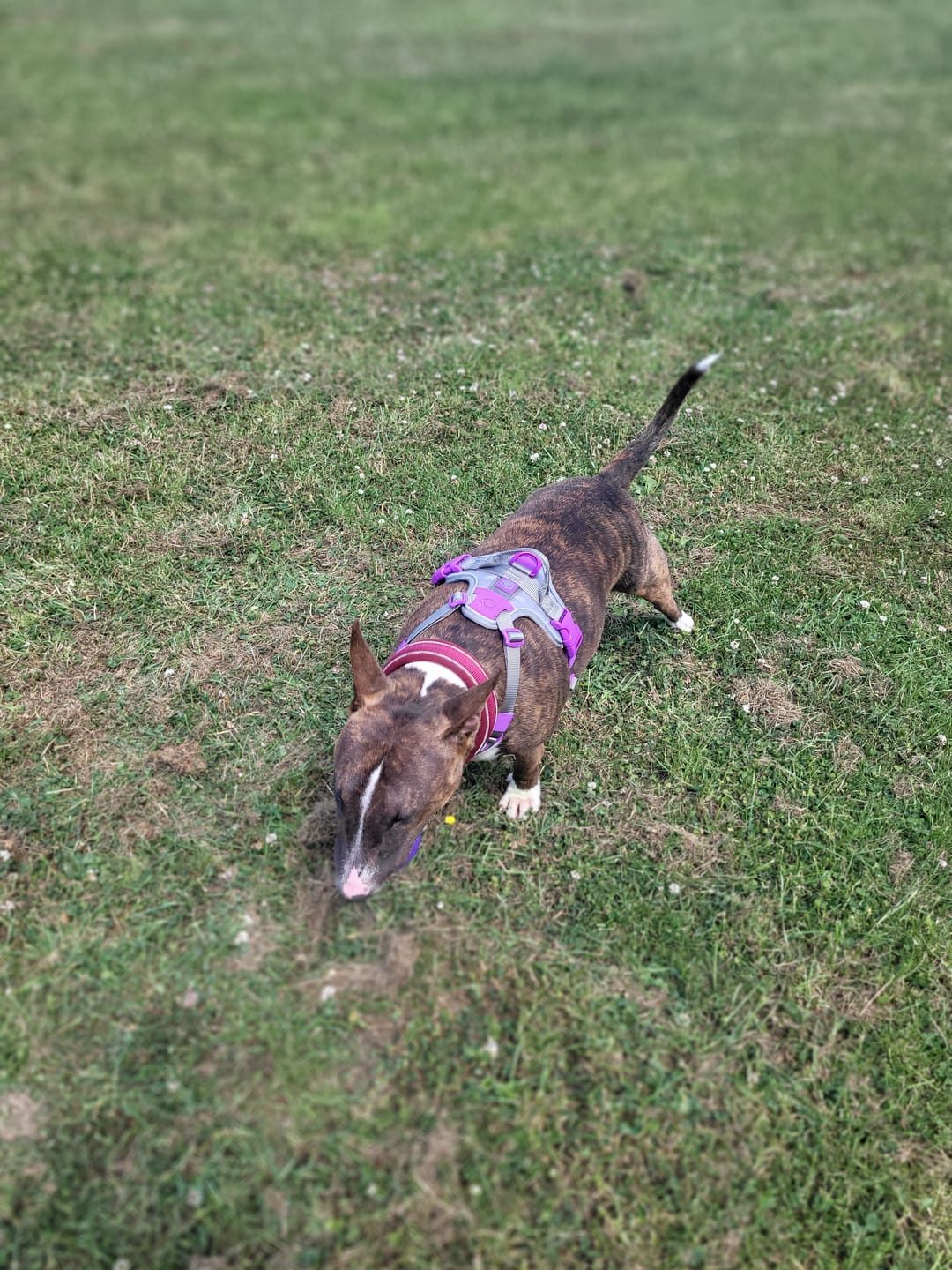 Customer photo review of Anti Pull Hurricane Harness Lighter | With Handle - Purple X Metal Grey