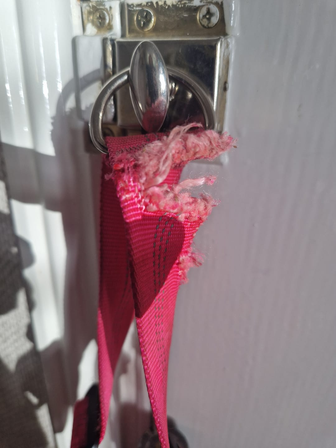 Customer photo review of ParoPet No Pull Dog Harness