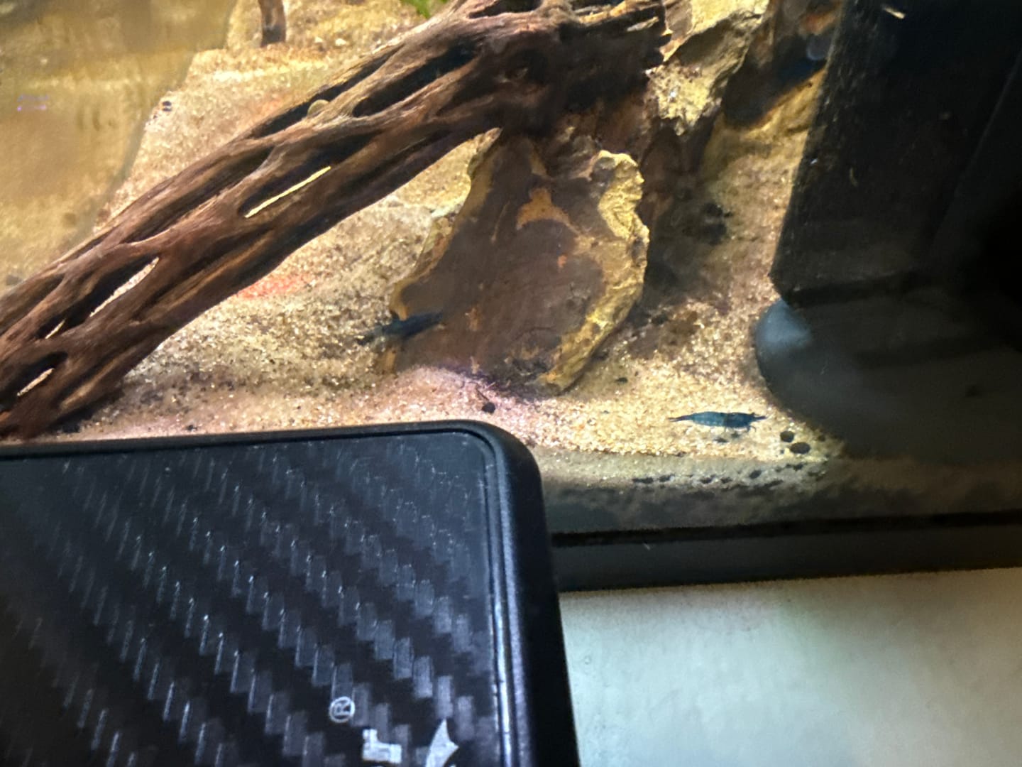 Customer photo review of Blue Dream Shrimp