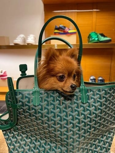 Customer photo review of Pawfect Travel Tote