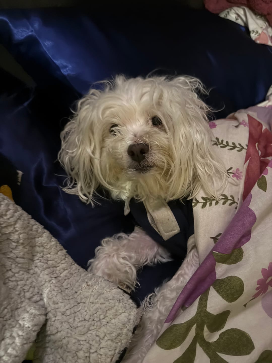 Customer photo review of Bugsy's Air-Dried Chicken