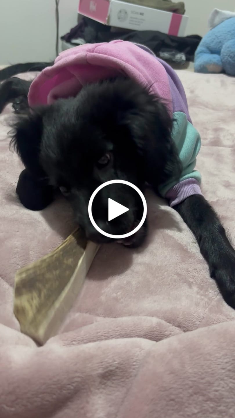 Customer video review of Asta de ciervo para perros - Principiante