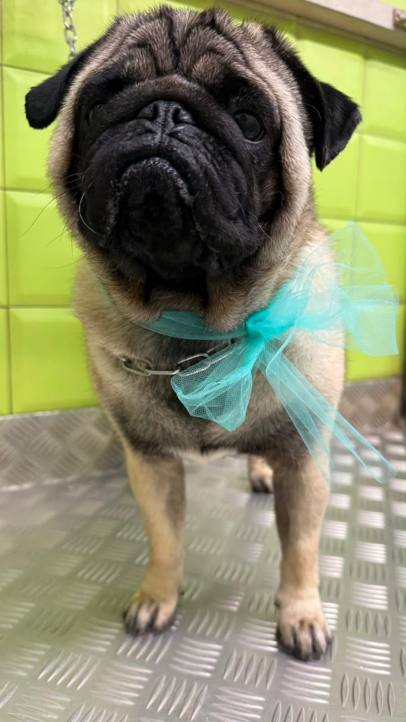 Customer photo review of Crocchette Controllo del Peso e Articolazioni al Pesce Bianco - Cane Adulto - Proteine idrolizzate - Grain Free