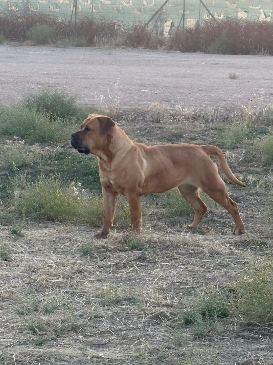 Customer photo review of Grain Free Giant Adult