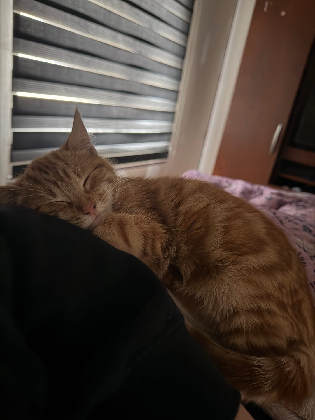 Customer photo review of CHURU SKIN&COAT PARA GATOS
