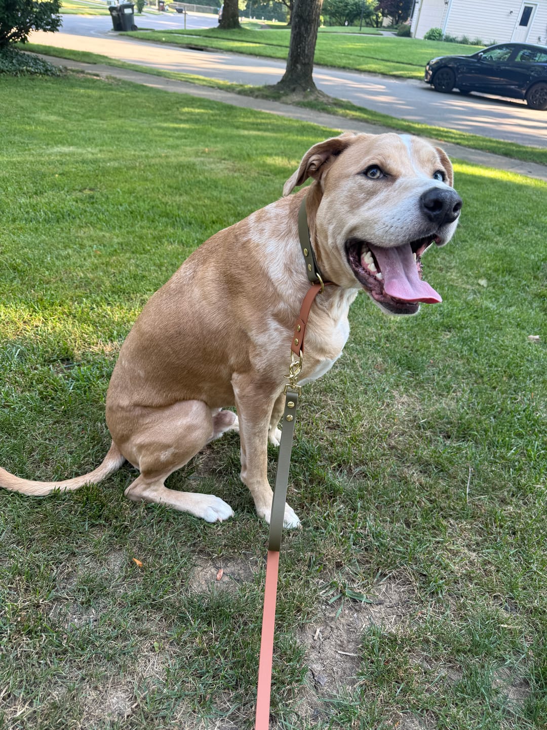 Customer photo review of Waterproof Two-Tone Slip Collar | Built with BioThane®