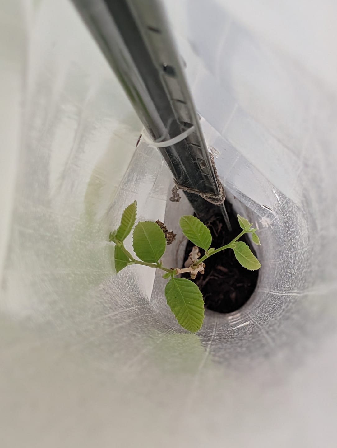 Customer photo review of Hybrid Chestnut