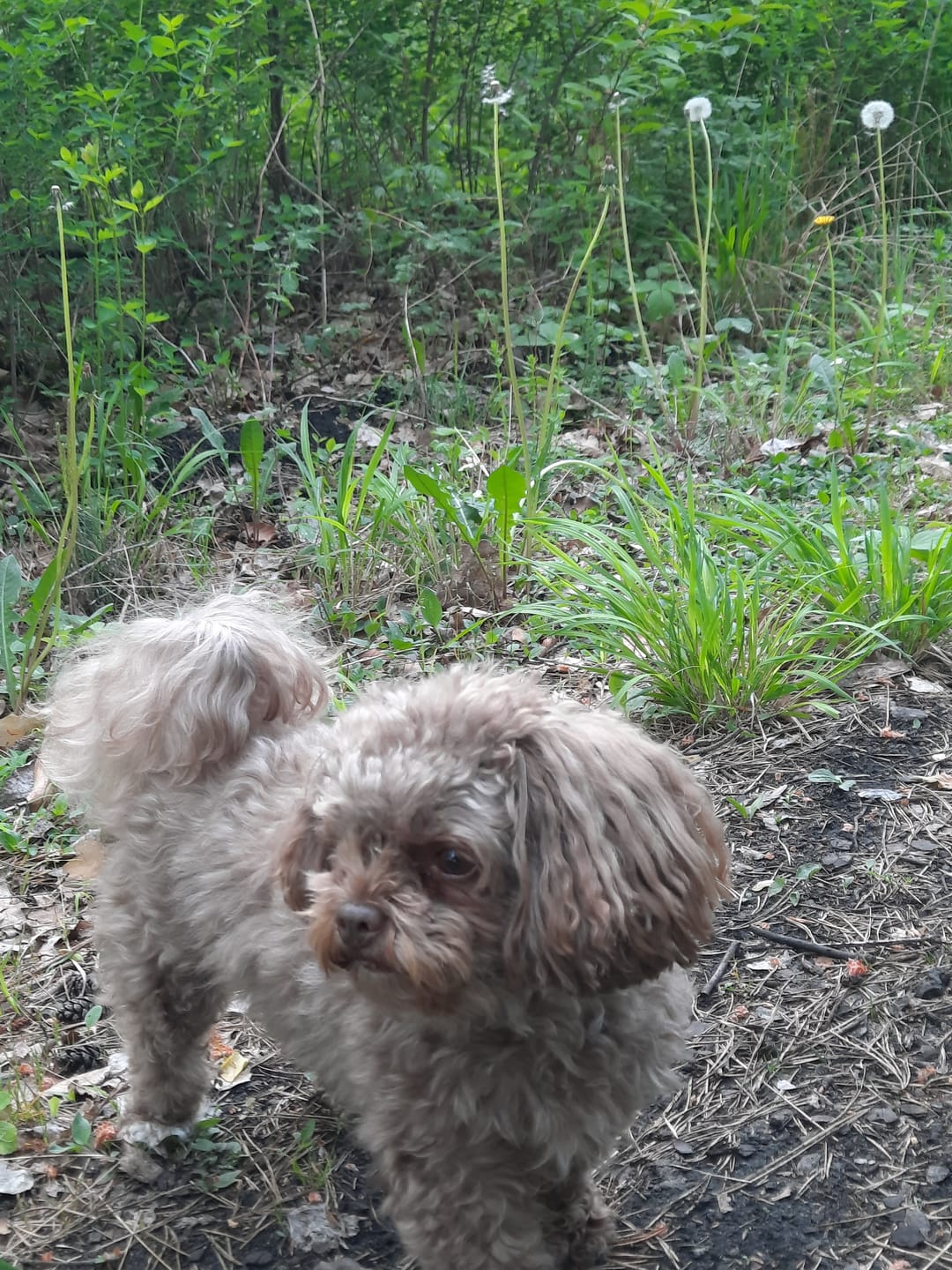 Customer photo review of Allergietest Plus Hund