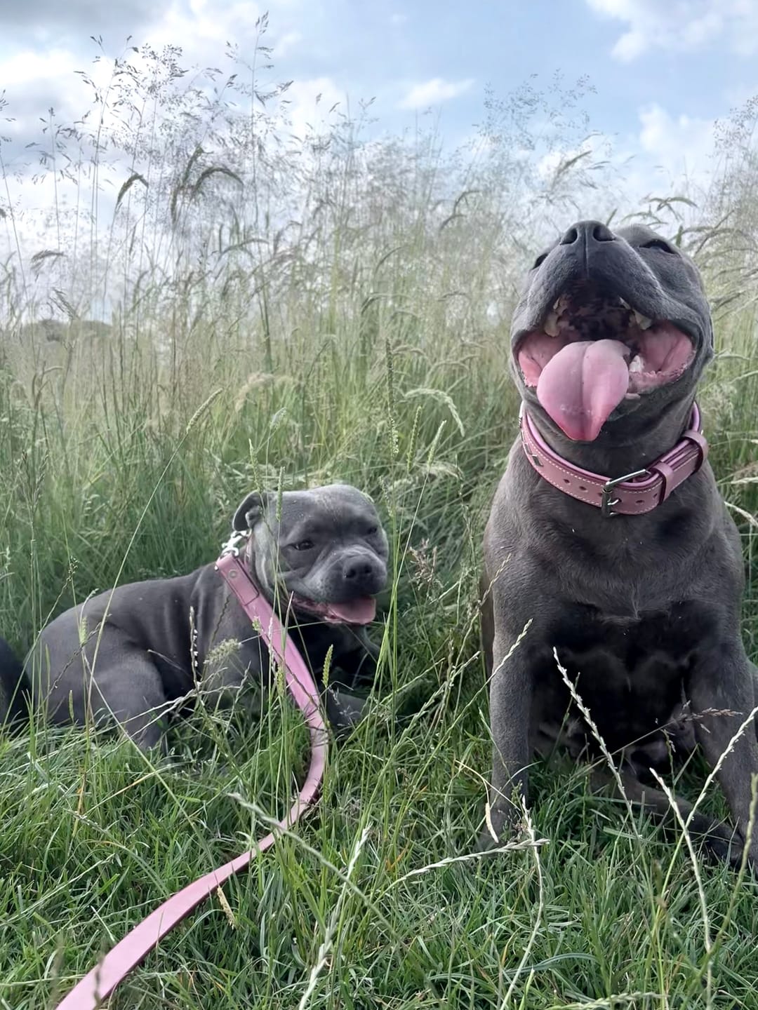Customer photo review of Staffordshire Bull Terrier 1935® Leather Collar & Leash Set - Gentleman Jim - Baby Pink/Silver
