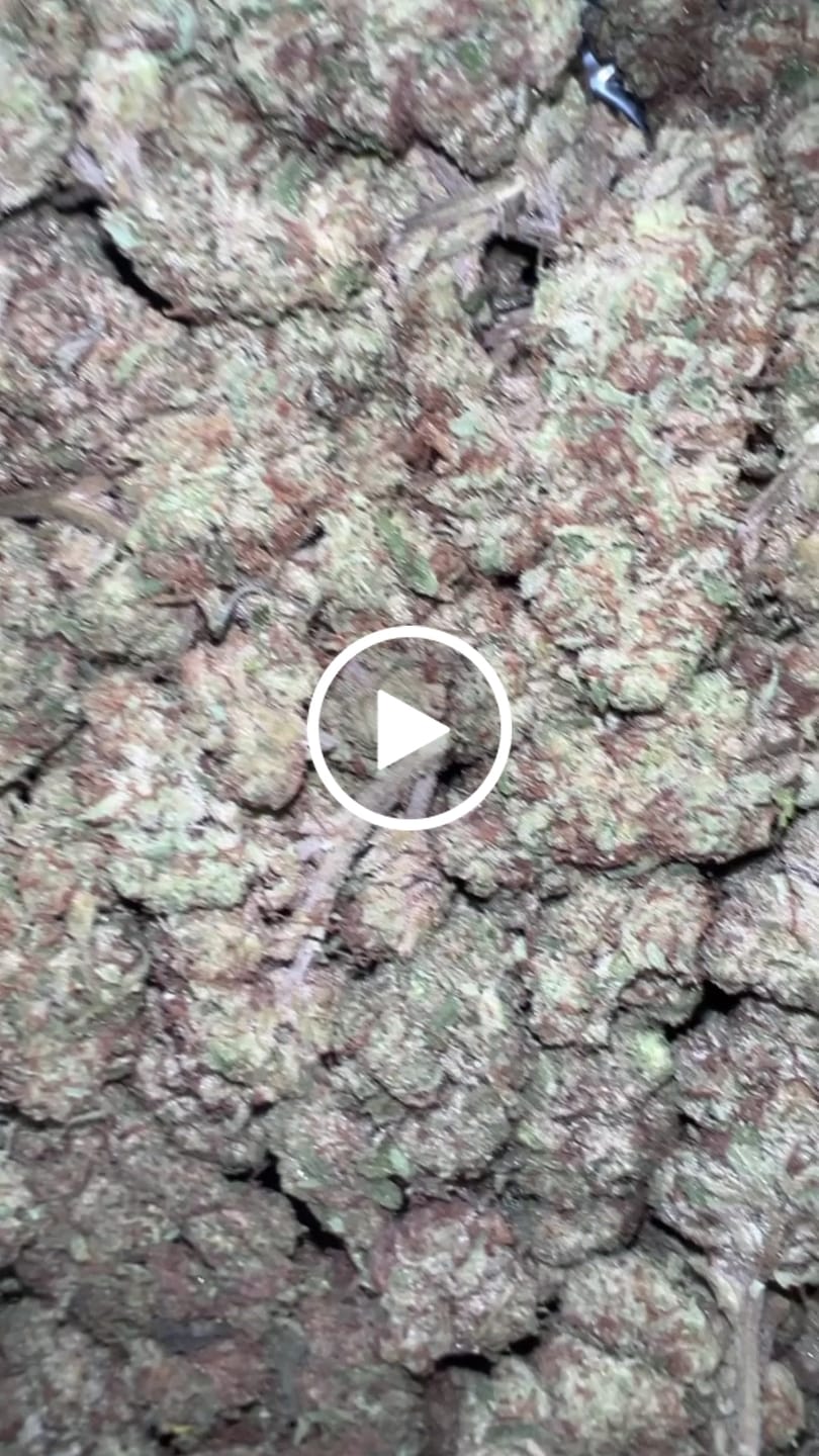 Customer video review of Blueberry Muffins - Bulk - Indica