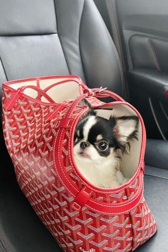 Customer photo review of Pawfect Travel Tote