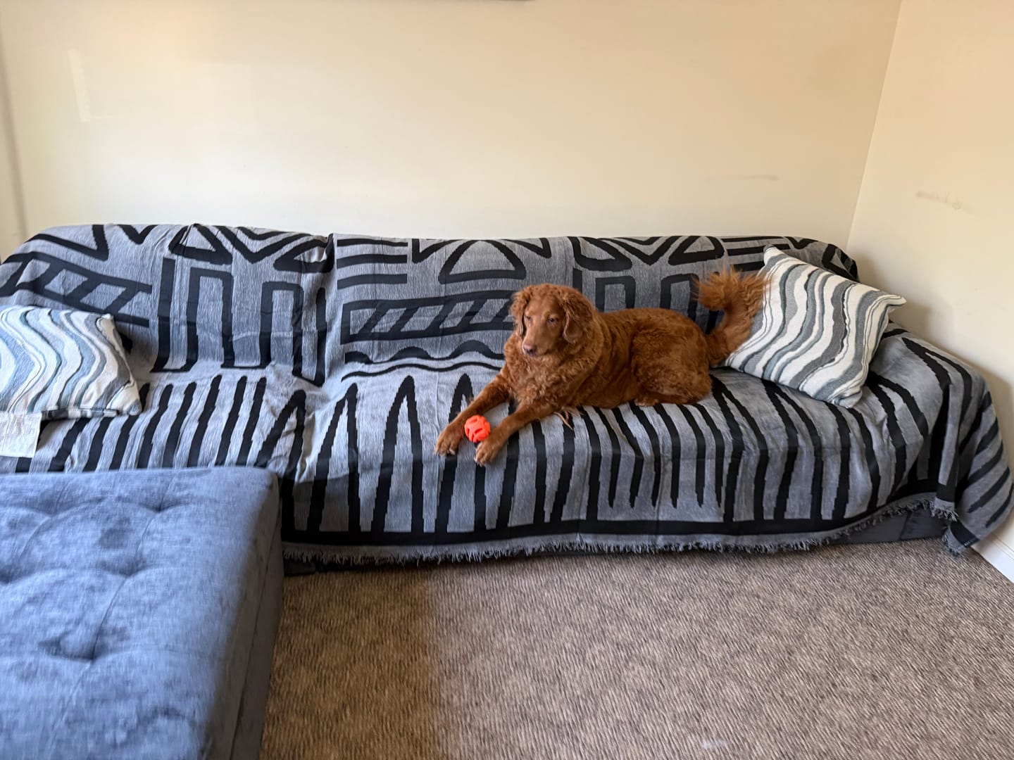 Customer photo review of Pet Couch Cover - Boho Dark Grey