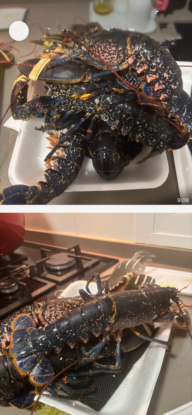 Customer photo review of Bogavante azul