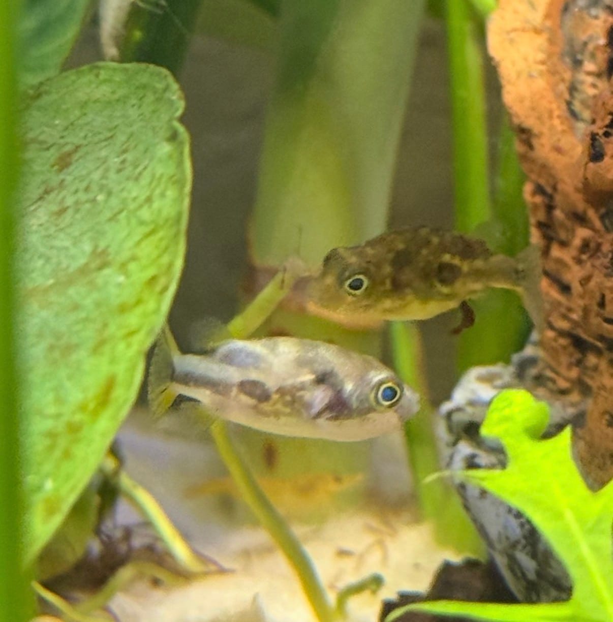 Customer photo review of Dwarf Pea Puffer (Carinotetraodon travancoricus), Tank-Bred