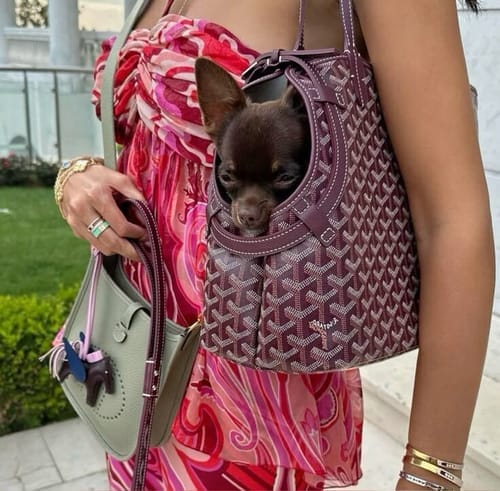 Customer photo review of Pawfect Travel Tote