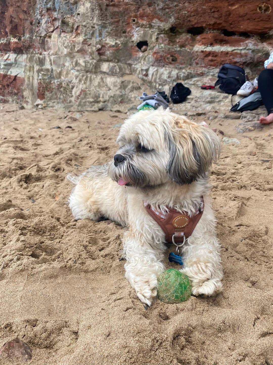 Customer photo review of Luxe Collection | 3-Click Tough Harness | Tan Plaid