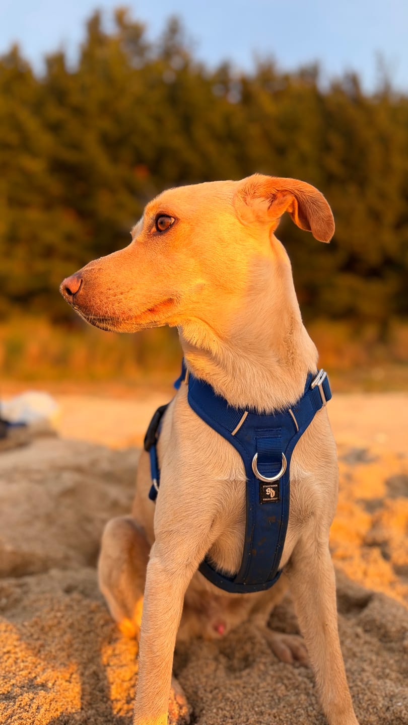 Customer photo review of Arnés Aerosport para Perros - Street Dogs - Blue