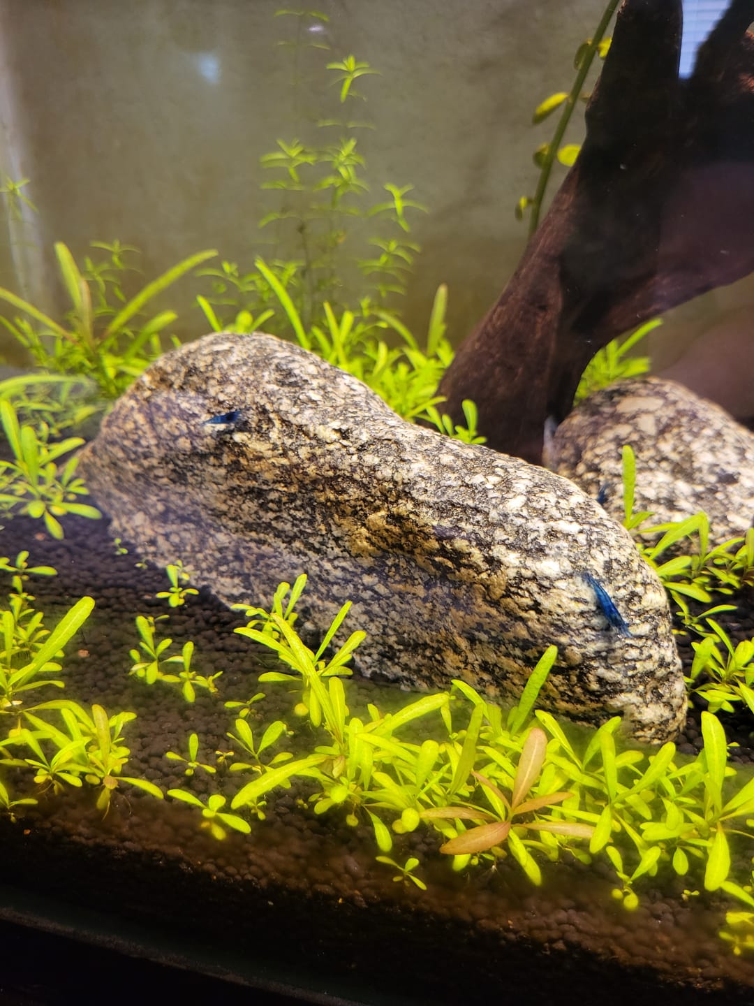 Customer photo review of Blue Dream Shrimp