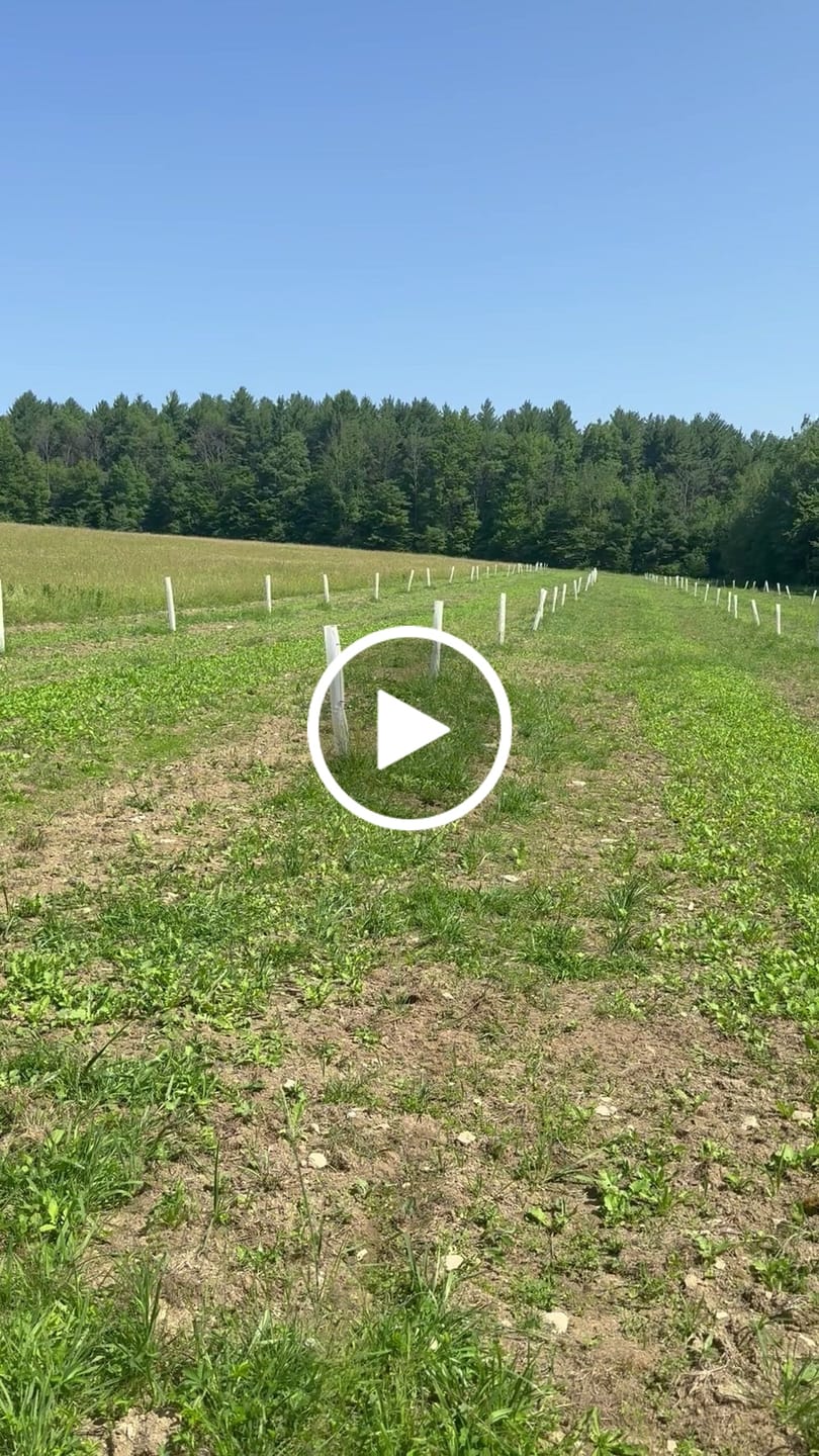 Customer video review of Hybrid Chestnut