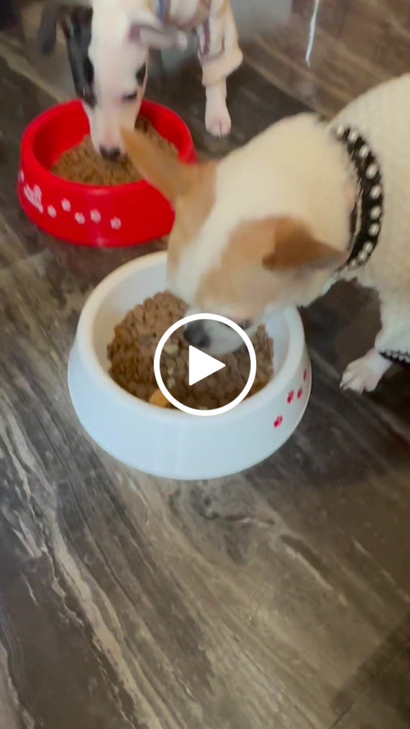 Customer video review of Plato para Perros PetFamily
