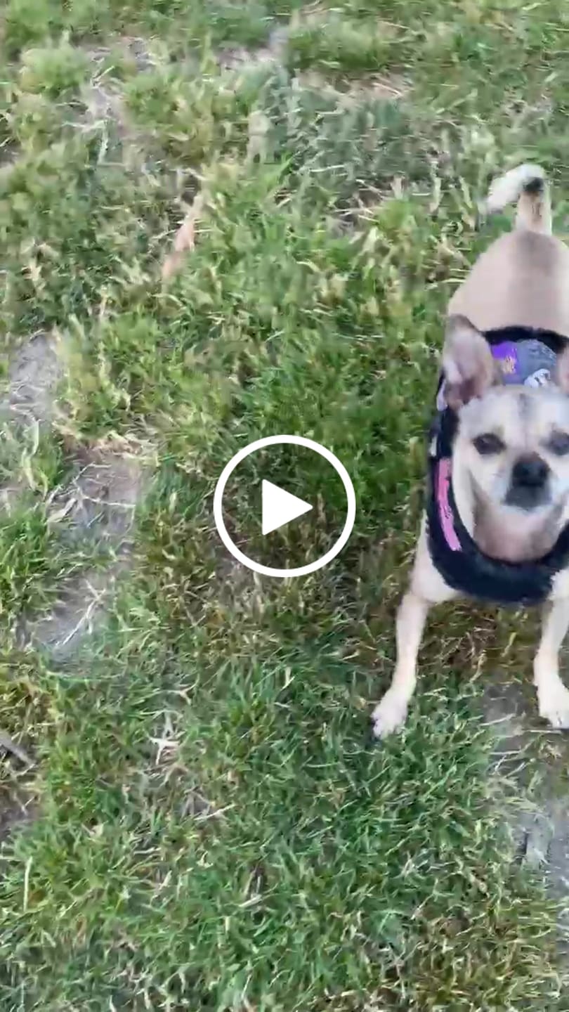 Customer video review of Ruff & Roll Denim Dog Harness- 13 oz. Double Denim/ American Heritage Craft