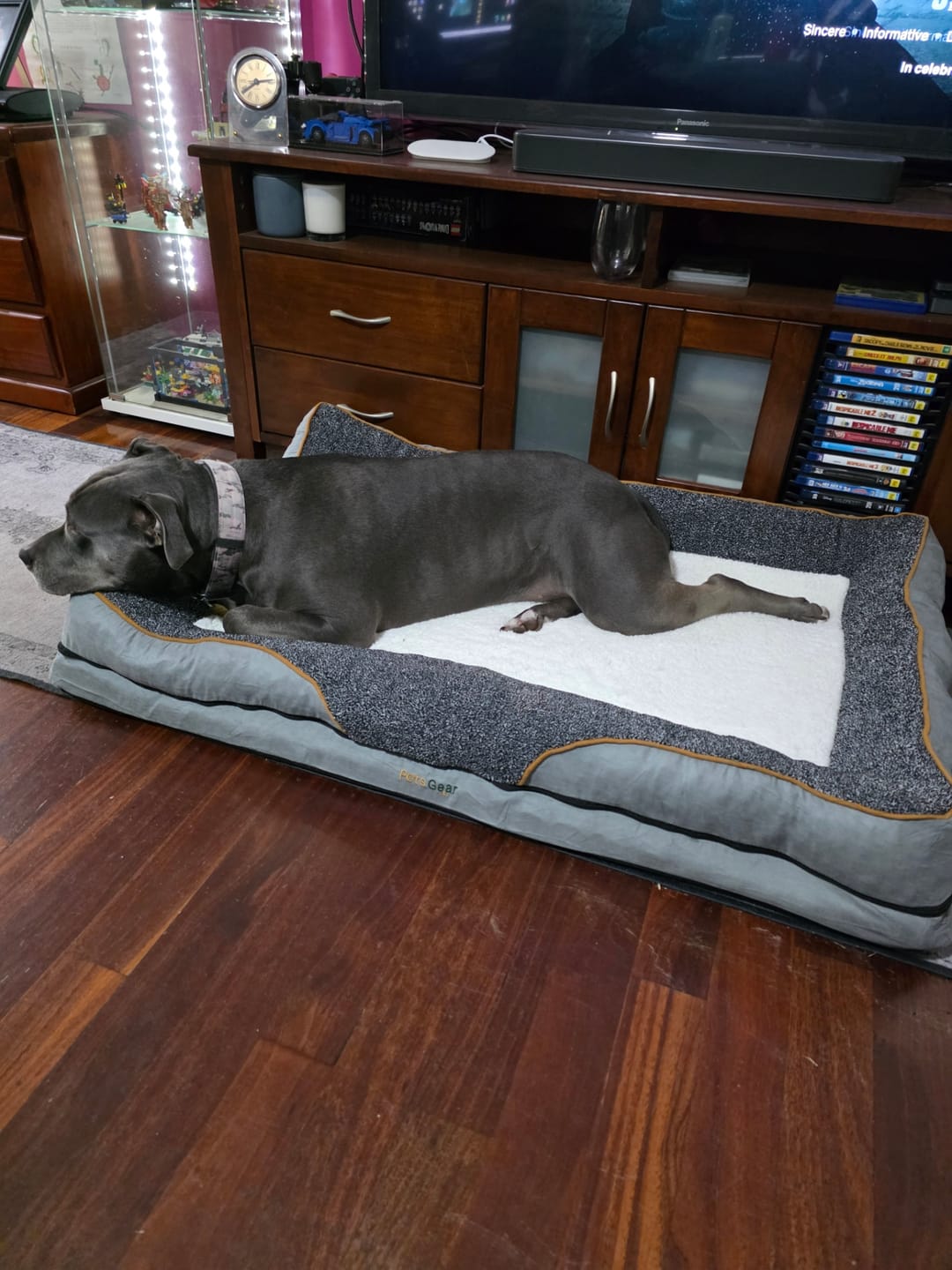 Customer photo review of Pets Gear Orthopedic Dog Bed