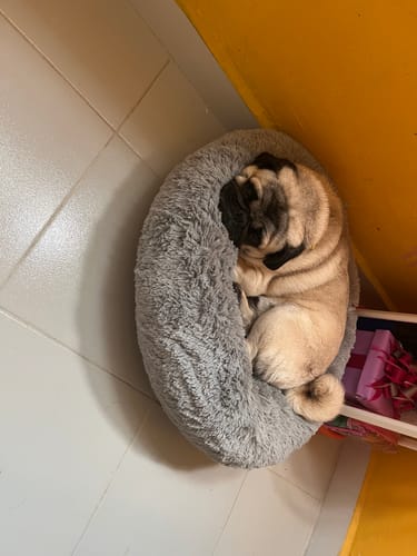 El perro pug de un cliente duerme acurrucado en la afelpada Cama Antiestrés gris.