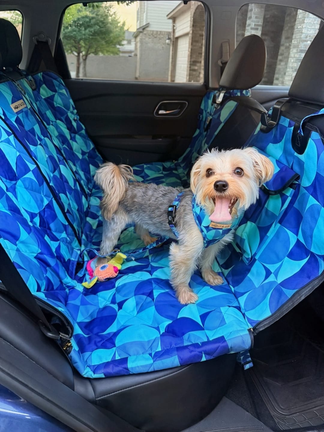 Customer photo review of Milos - Dog Car Seat Cover