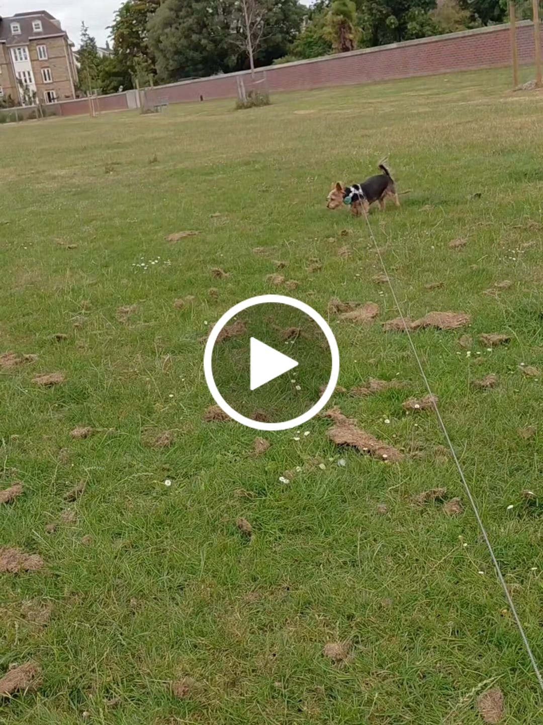 Customer video review of Lady Bird Love Hearts No-Pull Adjustable Neoprene Dog Harness for Small & Medium Dogs l Paw Wraps
