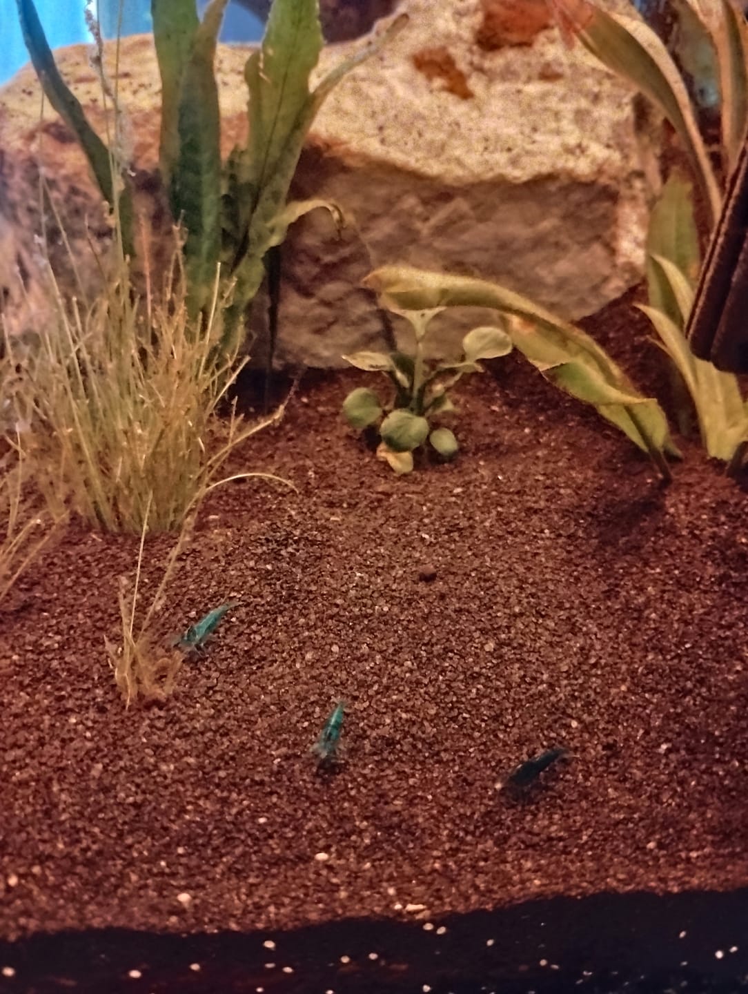 Customer photo review of Blue Dream Shrimp