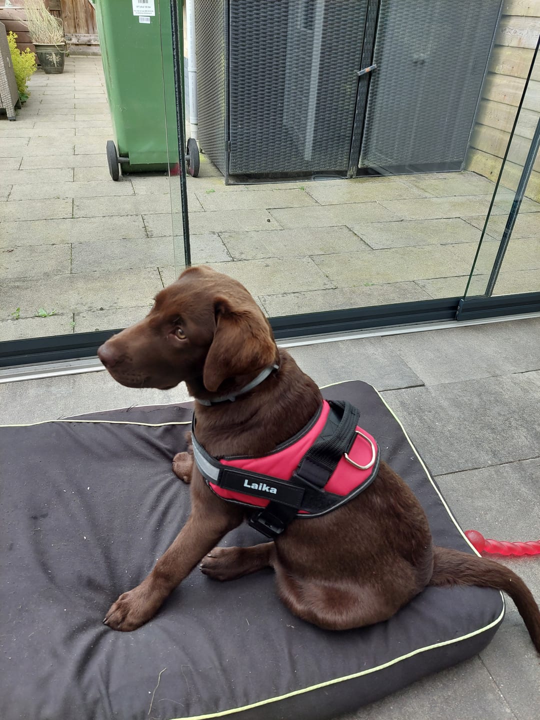 Customer photo review of PawGuard - Gepersonaliseerd Hondentuigje