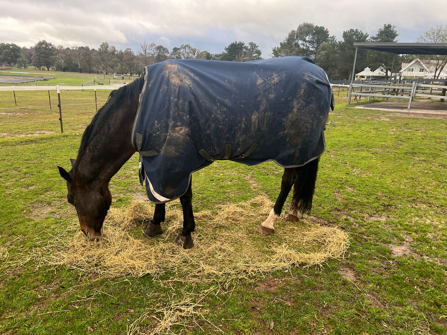 Customer photo review of Amigo 1200D Plus Turnout 100g