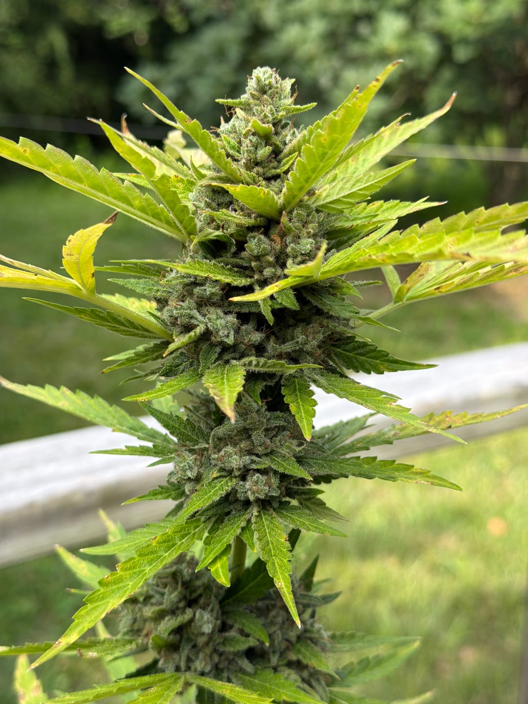 Customer photo review of 4 Count Feminized THCa Hemp Seeds – Autoflower