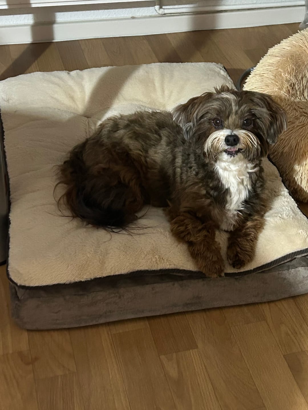Customer photo review of Orthopädisches Hundekissen "Easy"